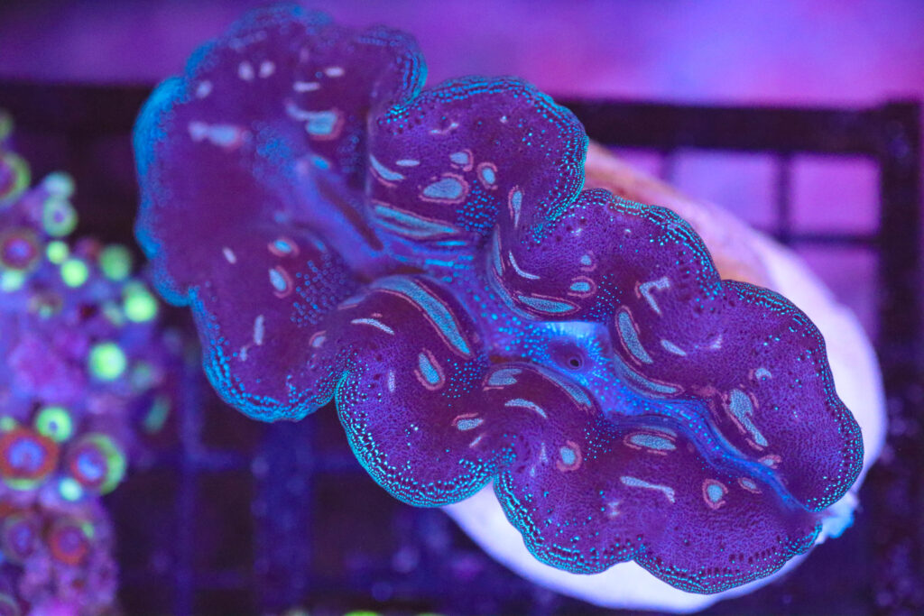 Frag Box Corals