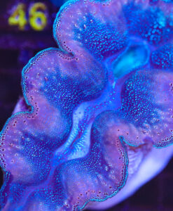 Wysiwyg XL Clam  (C45)