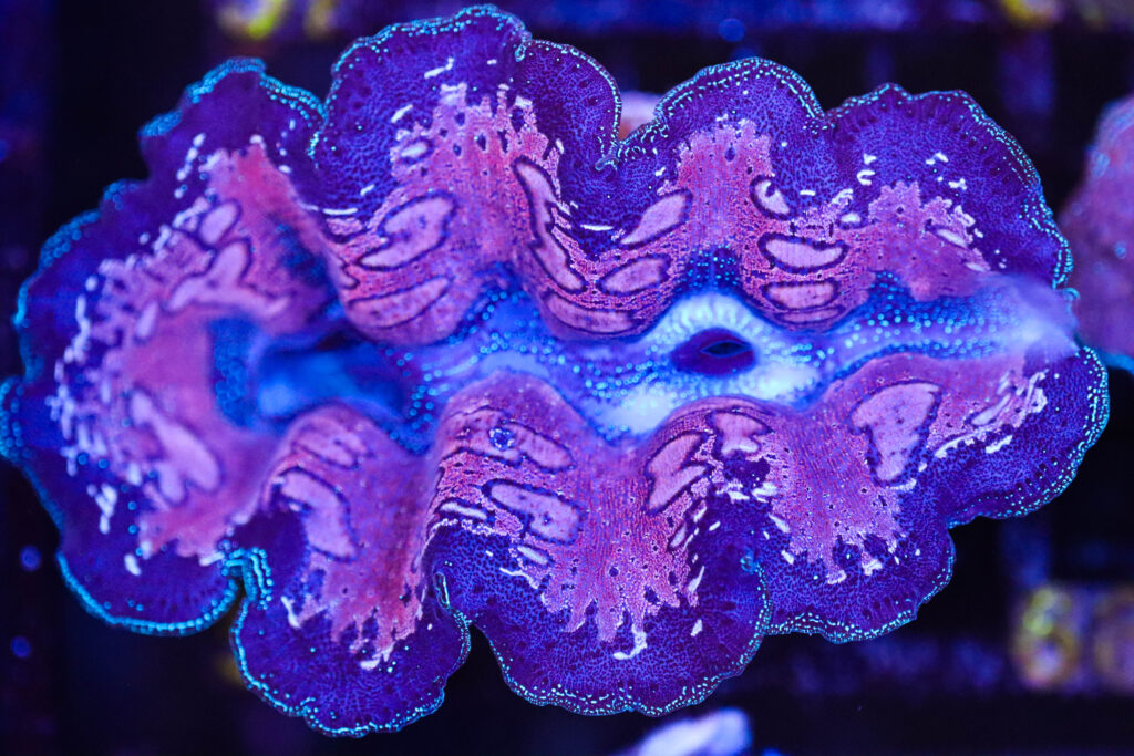 Frag Box Corals