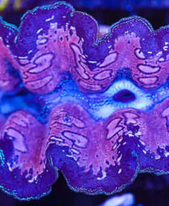 Wysiwyg XXL Clam (C56)