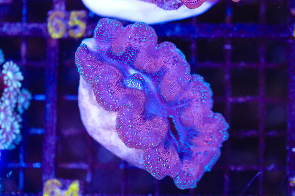 Frag Box Corals