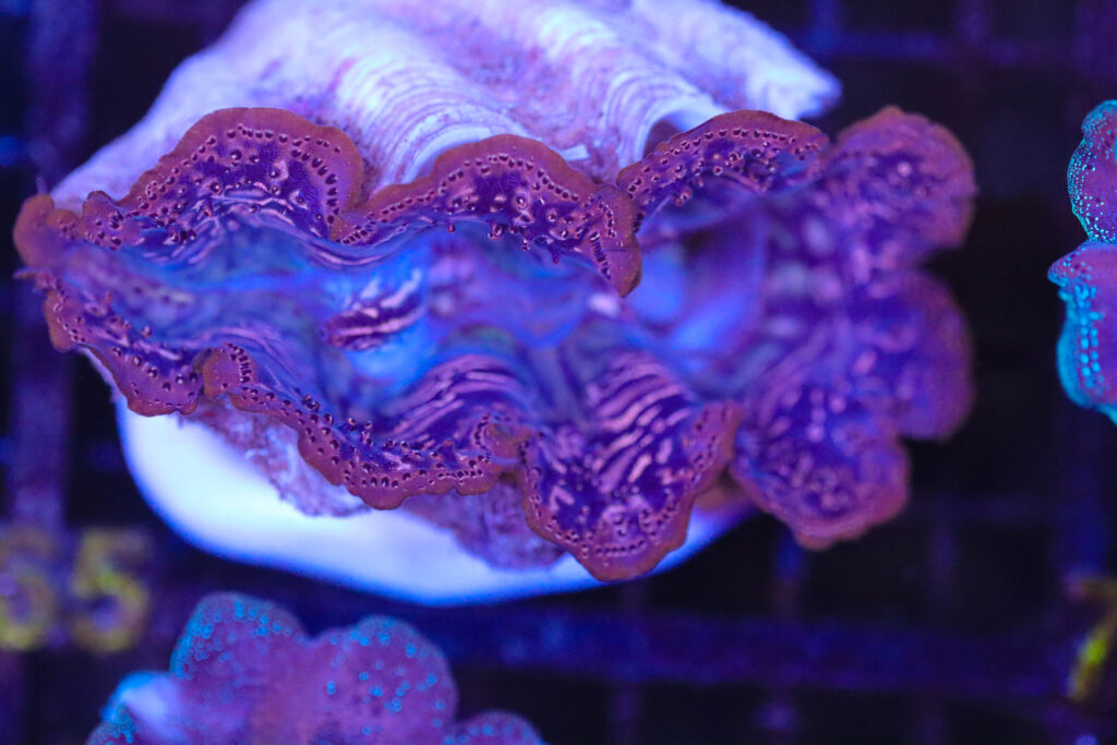 Frag Box Corals