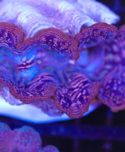 Wysiwyg Large Ultra Crocea Clam  (C65)