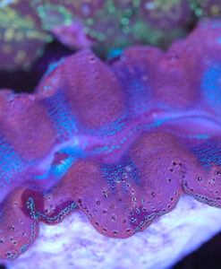 Wysiwyg Clam (C66)