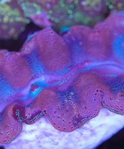 Wysiwyg Clam (C66) *Free shipping - no minimum livestock spend*