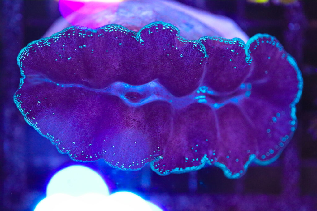 Frag Box Corals