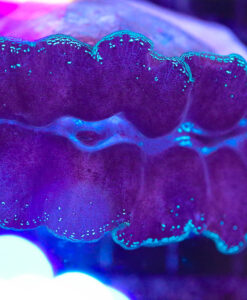 Wysiwyg Crocea Clam (C95)