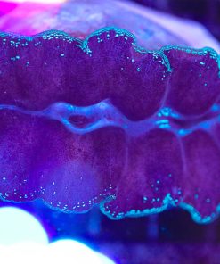 Wysiwyg Crocea Clam (C95) *Free shipping - no minimum livestock spend*
