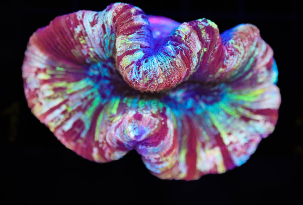 Frag Box Corals
