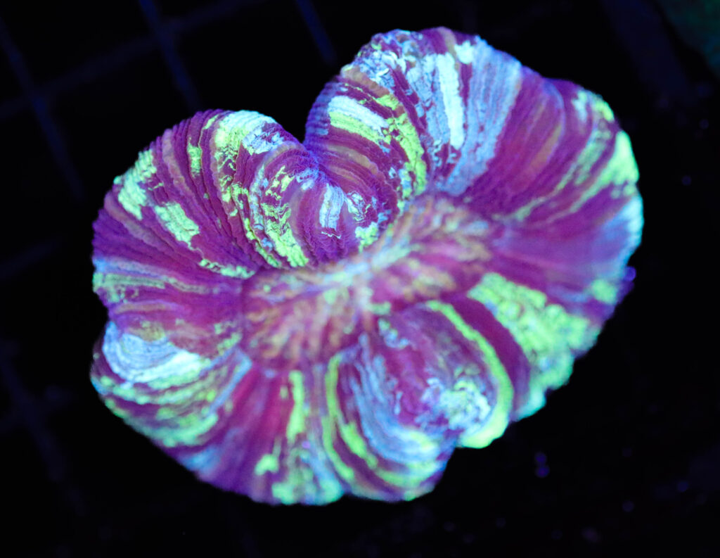 Frag Box Corals
