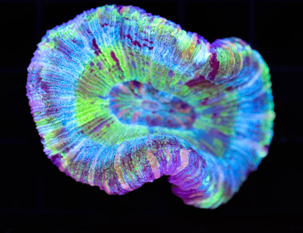 Frag Box Corals