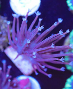 White Tip Leather Coral Frag (Row #53)