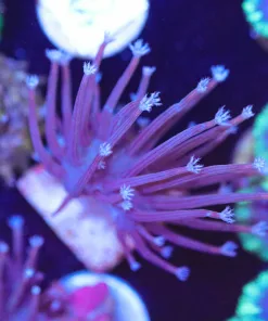 White Toadstool Coral