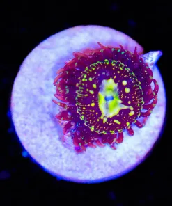 Golden Azteks Zoanthid Frag