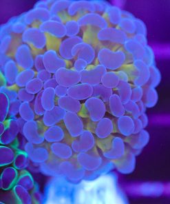 Frozen Purple Gold Hammer Coral Frag (Row #83:B)