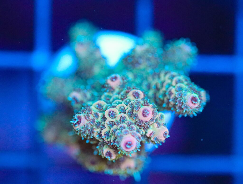 Frag Box Corals