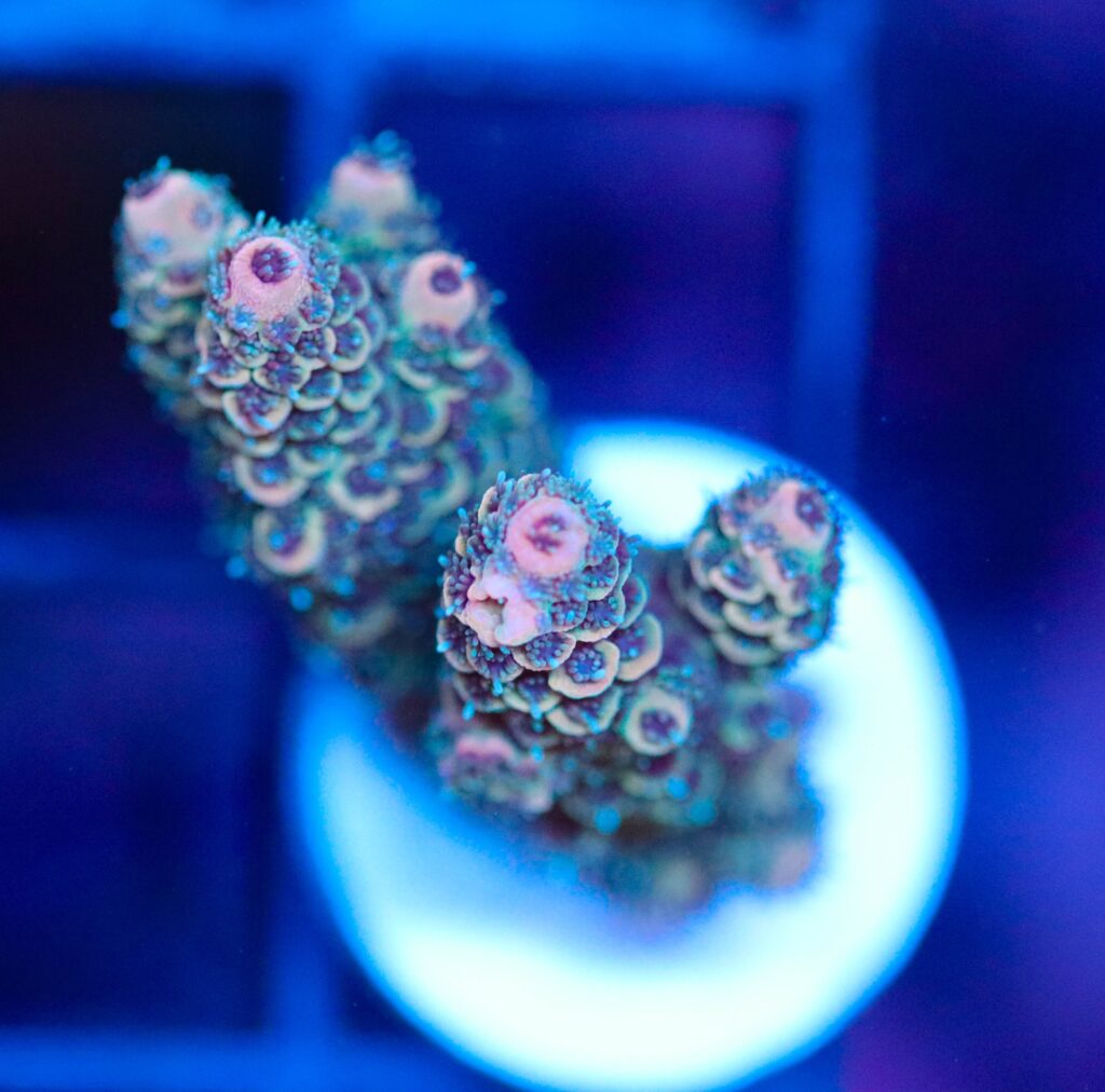 Frag Box Corals