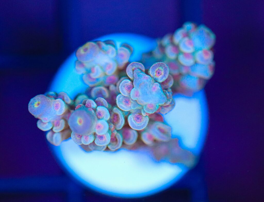 Frag Box Corals
