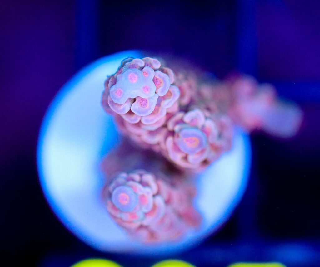 Frag Box Corals