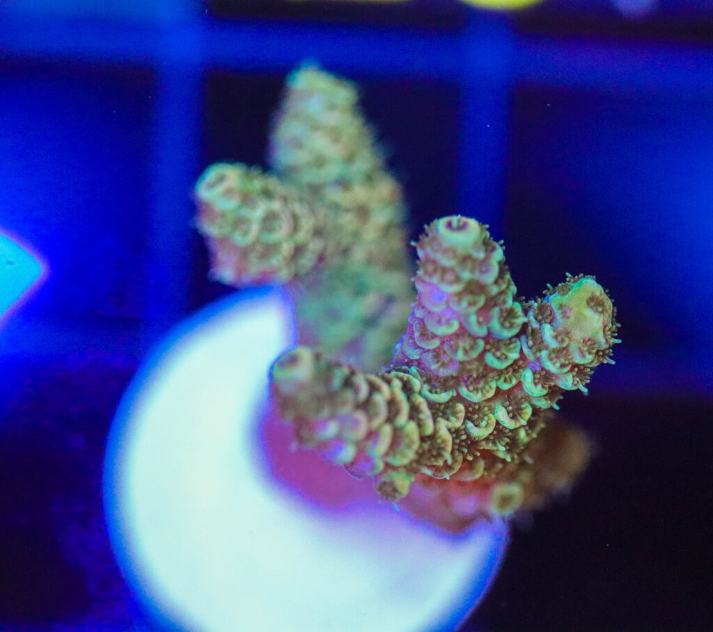 Frag Box Corals