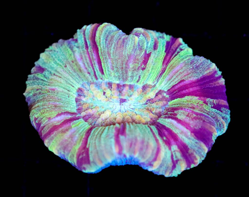 Frag Box Corals