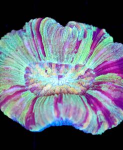 Wysiwyg Open Brain Coral (C27)