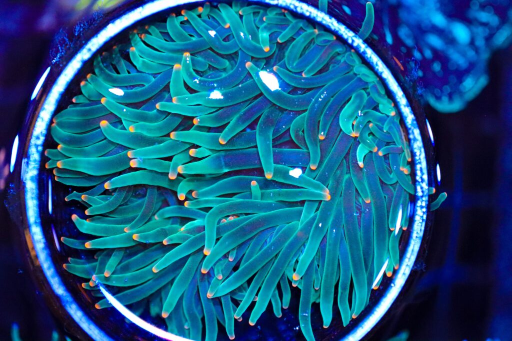Frag Box Corals