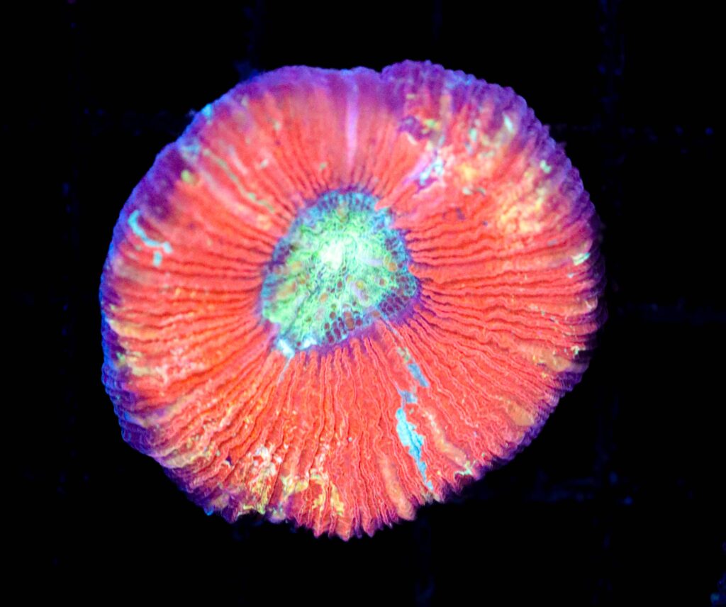 Frag Box Corals