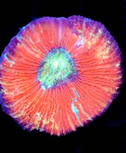 Wysiwyg Open Brain Coral (C158) FREE SHIPPING *Min $199 Livestock Spend*