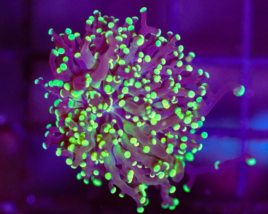 Frag Box Corals
