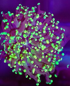 Wysiwyg Octospawn Coral   (C20)