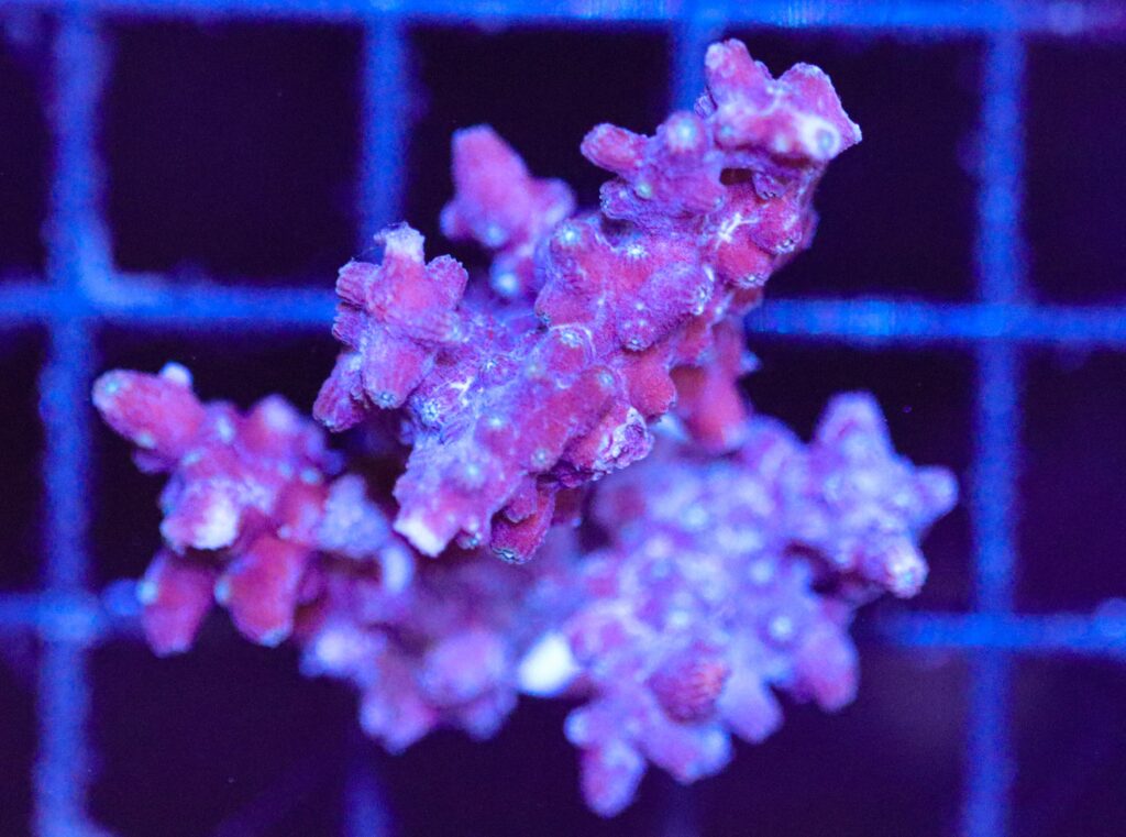 Frag Box Corals