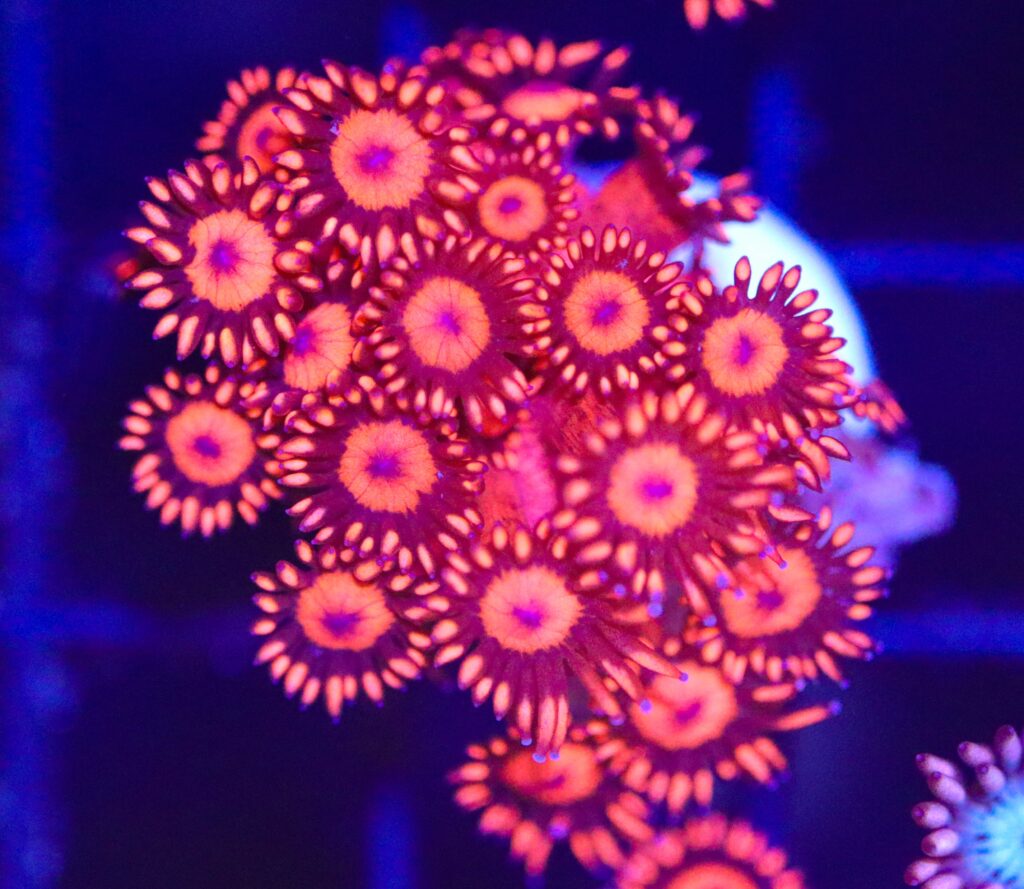 Frag Box Corals