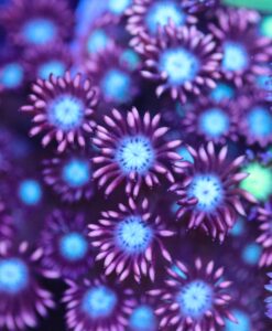 Crazy Tri-colour Goniopora Frag