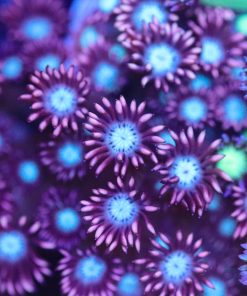 Crazy Tri-colour Goniopora Frag