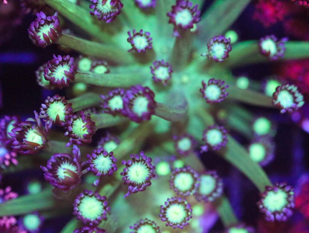 Frag Box Corals