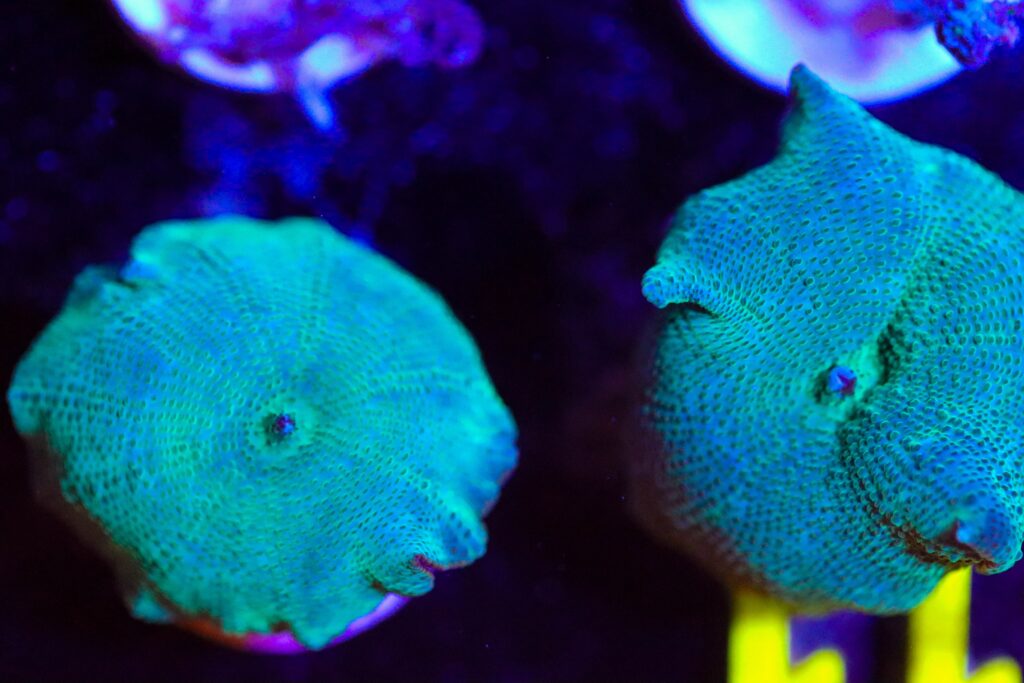 Frag Box Corals