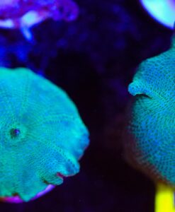 Teal Discosoma Mushroom (FRAGOON)