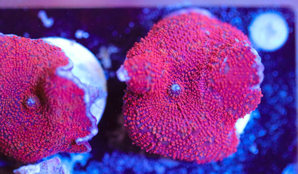 Frag Box Corals