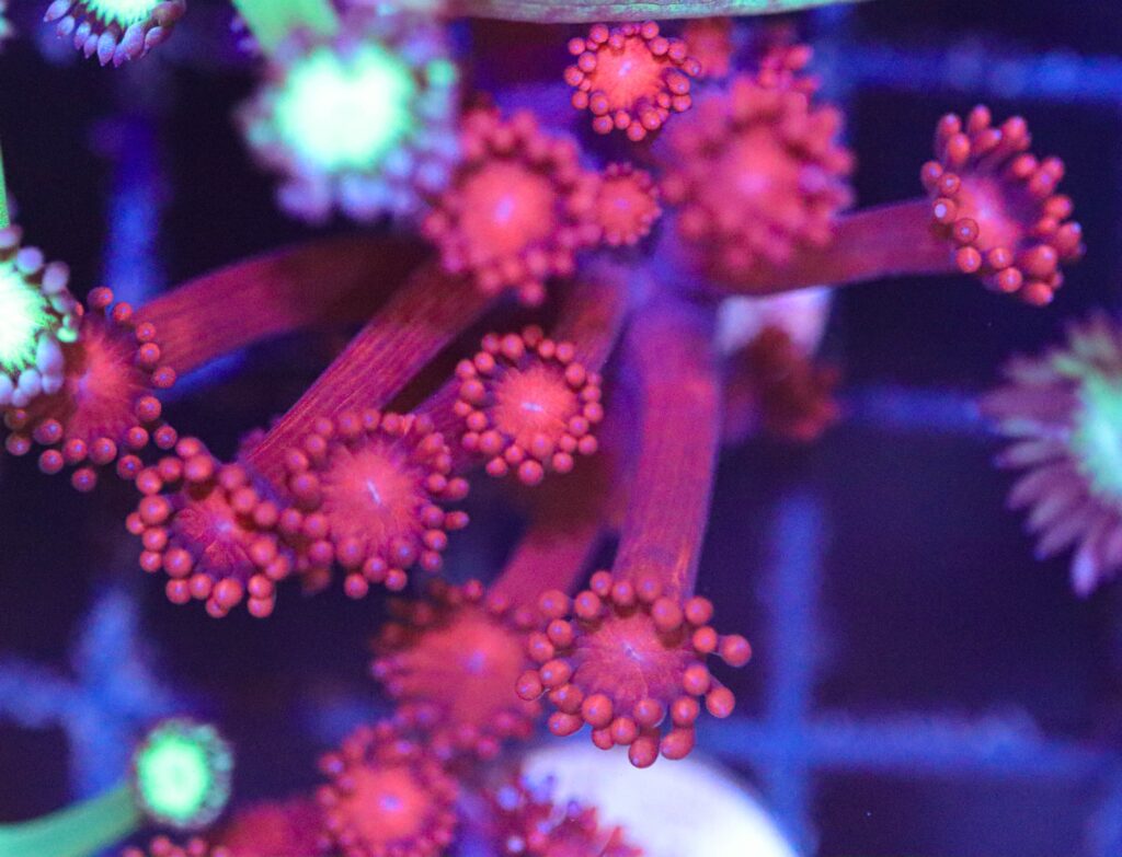 Frag Box Corals