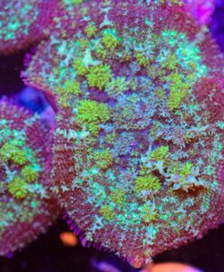 Marbled Rhodactis Mushroom (FRAGOON)