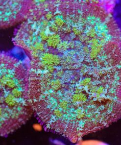 Marbled Rhodactis Mushroom (FRAGOON)