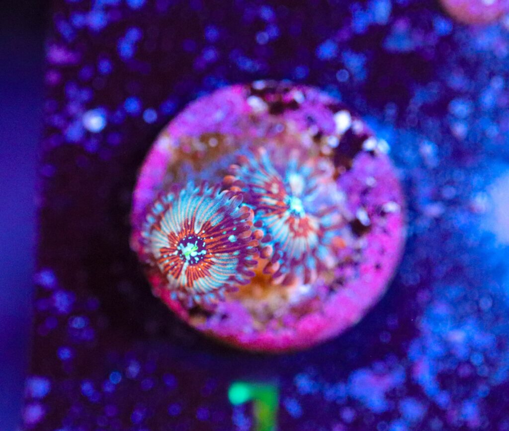 Frag Box Corals