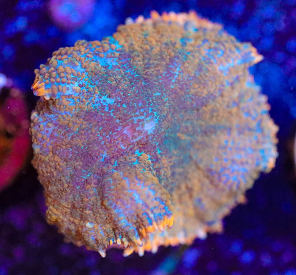 Frag Box Corals