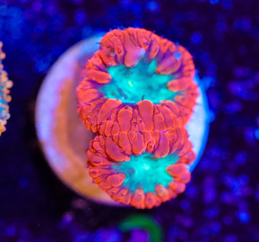 Frag Box Corals