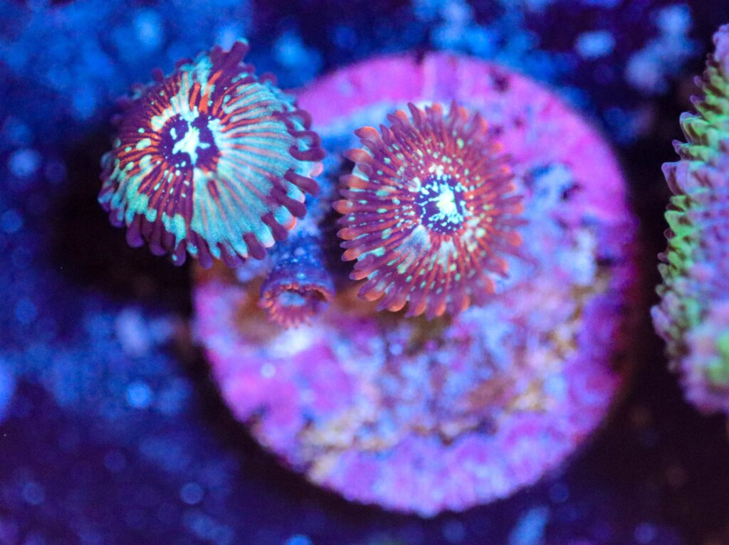 Frag Box Corals