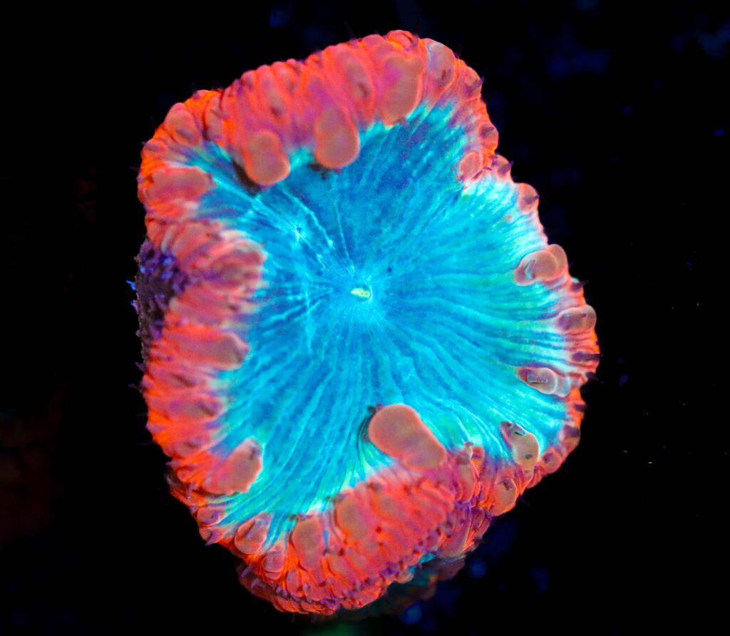 Frag Box Corals
