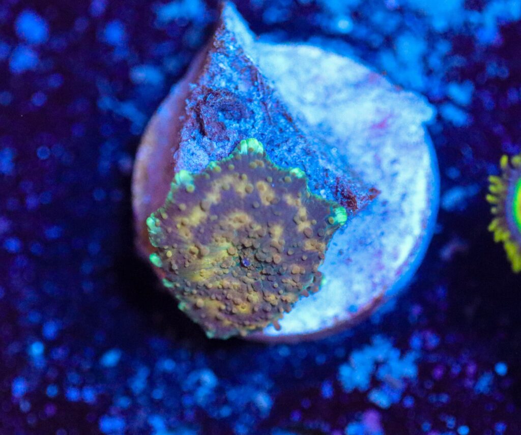 Frag Box Corals