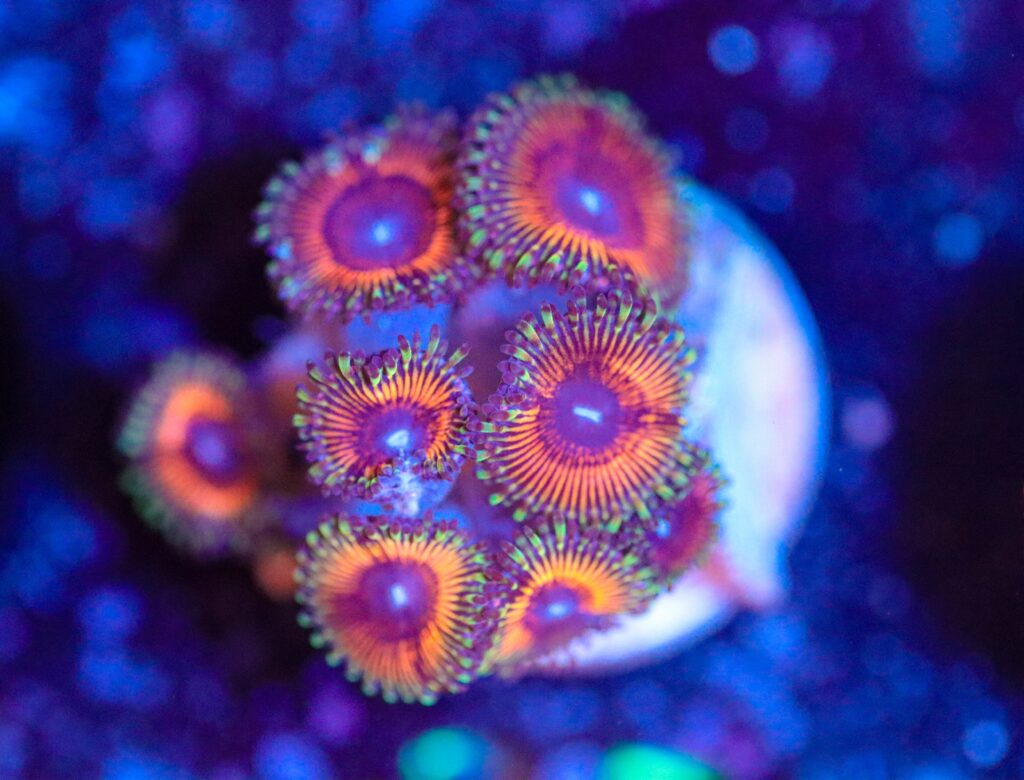Frag Box Corals