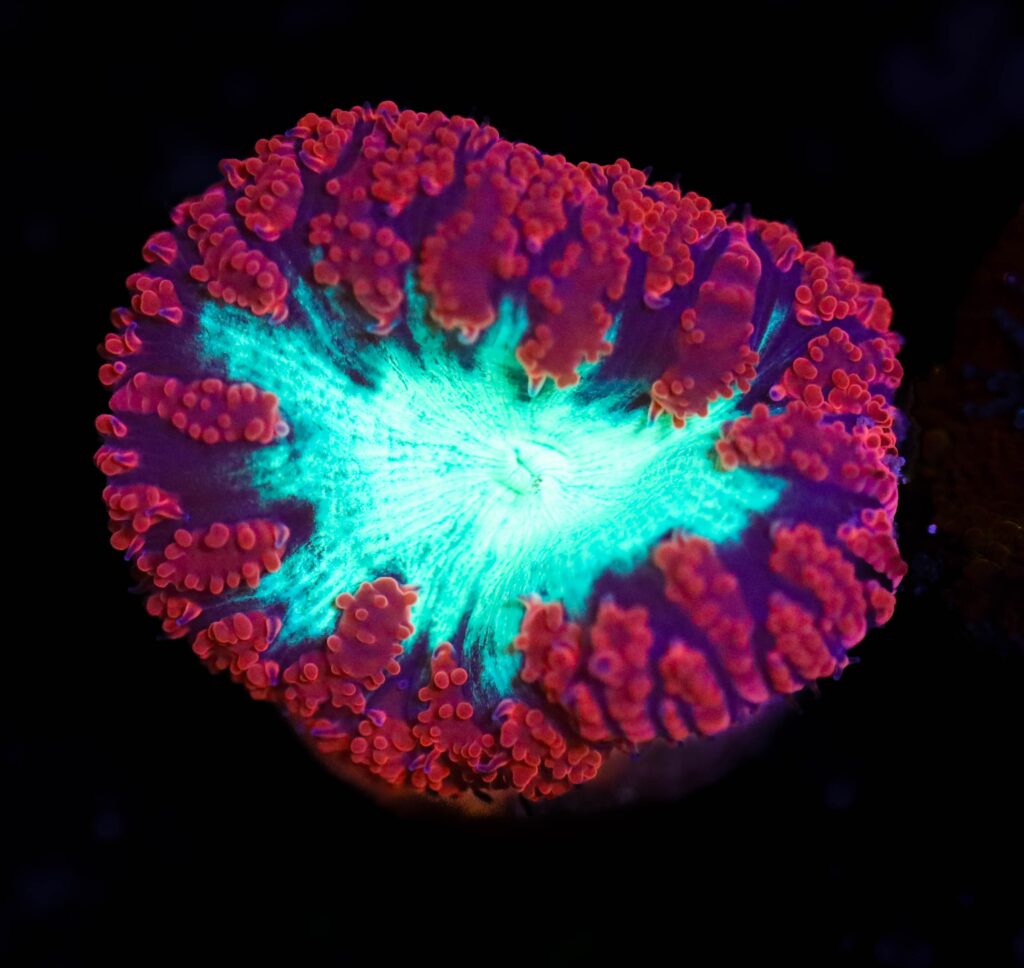 Frag Box Corals